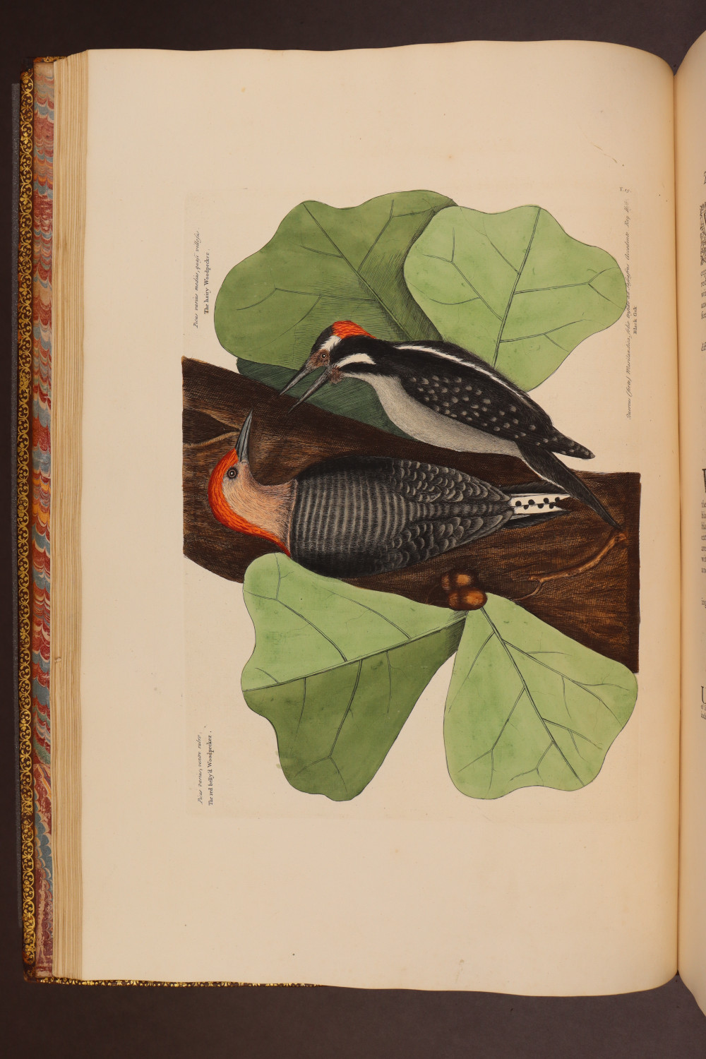 Plate 19